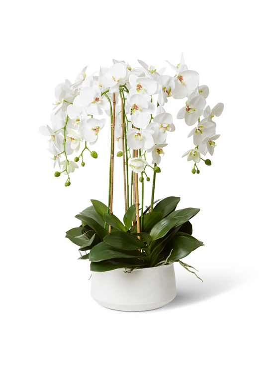 phalaenopsis deluxe - yvette white bowl