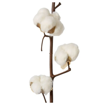Cotton Stem