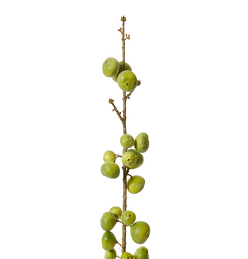 fig stem - 74cm