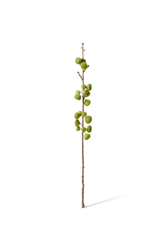 fig stem - 74cm