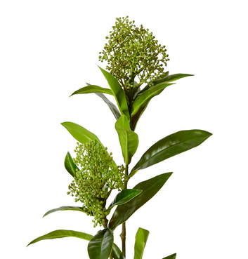 skimmia spray - 72cm