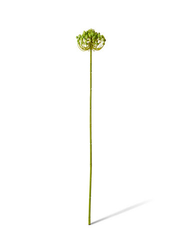 star seeding stem - 61cm