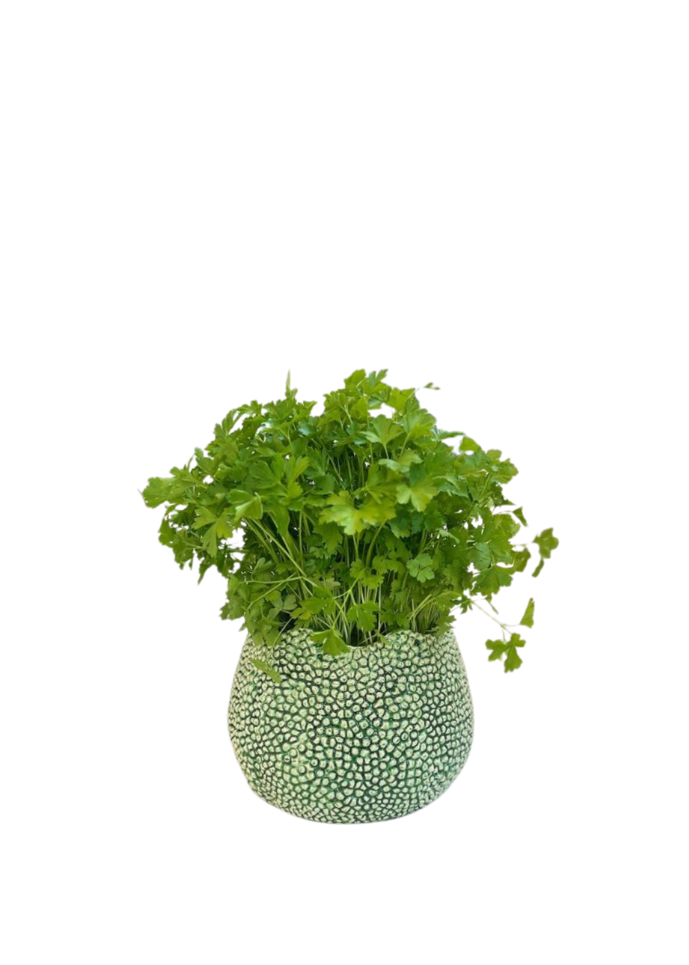 mode lychee vase - medium