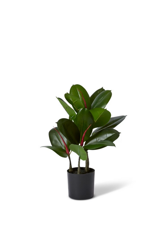 rubber plant 45cm