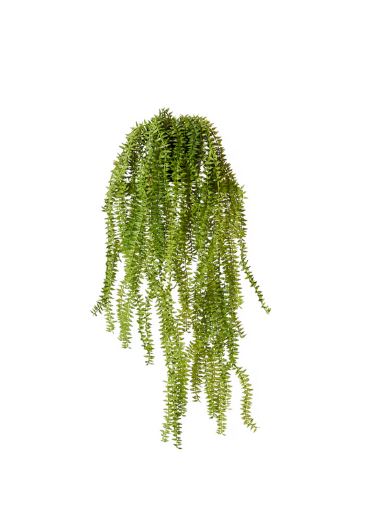 sawtooth hanging plant 70cm