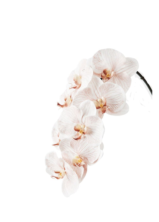phalaenopsis orchid - latte 96cm