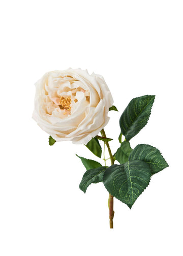 austin rose - ivory 72cm