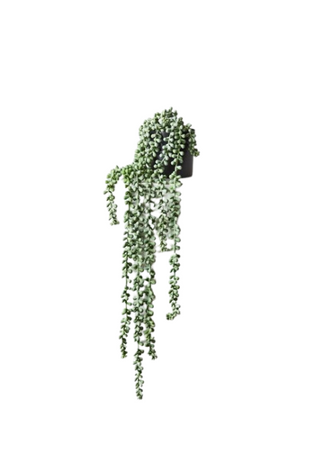 string of pearls in pot