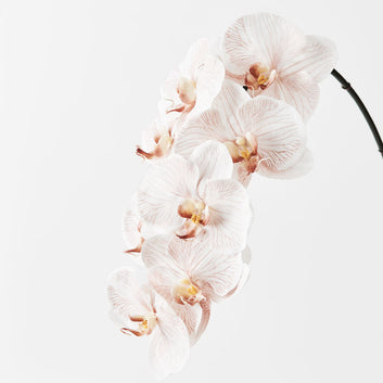 phalaenopsis orchid - latte 96cm